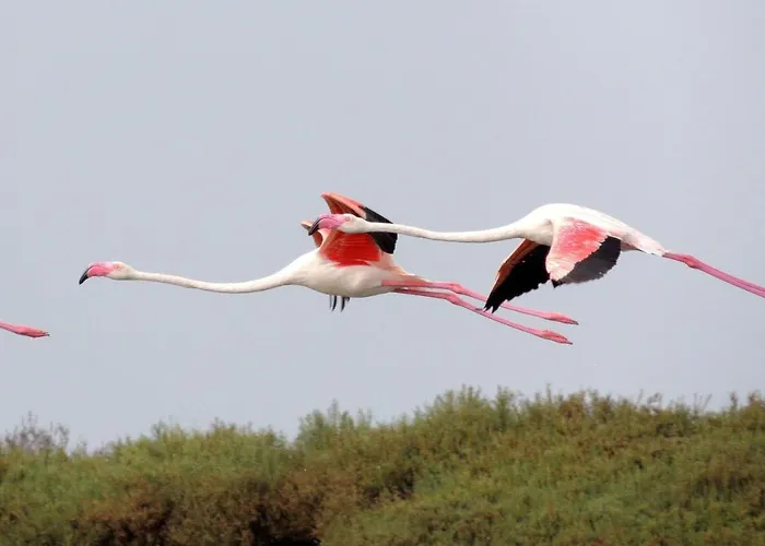 El Remanso Iii 公寓 拉曼加戴尔马尔梅纳